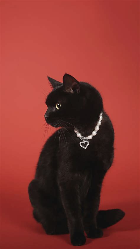 黑猫白须,白猫黑猫,黑猫白猫_大山谷图库