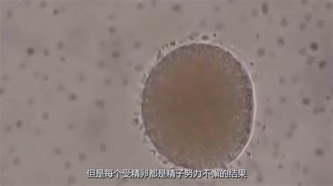 精子和卵子是怎么结合的？3D动画演示，场面十分震撼_腾讯视频