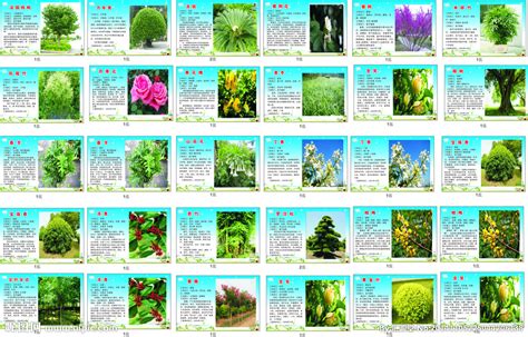 百科树种树类简介设计图__画册设计_广告设计_设计图库_昵图网nipic.com