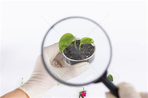 放大镜观察植物科学研究高清图片下载-正版图片501728554-摄图网