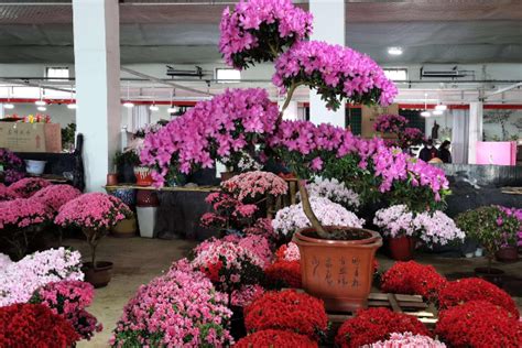 北京花卉市场批发市场在哪里 - 早若网