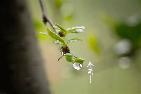 14-03-02 [春雨]|摄影|静物|lanmin - 原创作品 - 站酷 (ZCOOL)