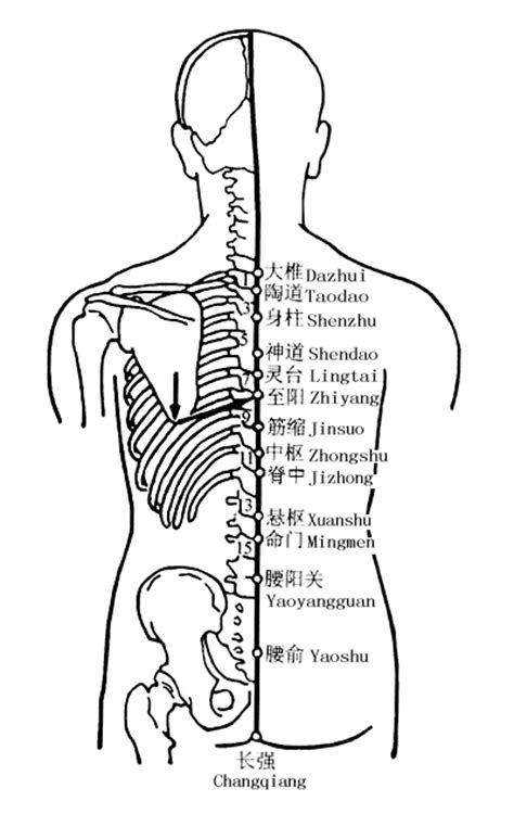 图14-2腰阳关穴、命门穴、悬枢穴矢状切面-人体腧穴全真解剖-医学