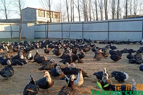 农村养殖的鸡高清图片下载-正版图片600401351-摄图网