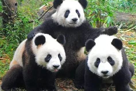 大熊猫的生活特点，特别喜欢睡觉，主要以竹子为食 - 农敢网