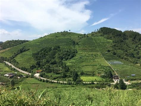 佛山南海帮扶的麻江蓝莓上市啦！新鲜饱满，一口鲜甜爆浆，买它！-佛山头条-佛山新闻网