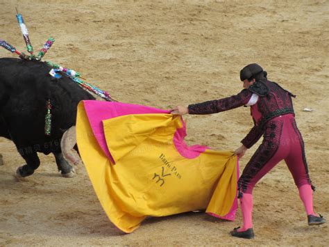 在斗牛场的西班牙大公牛高清图片下载-正版图片505896421-摄图网