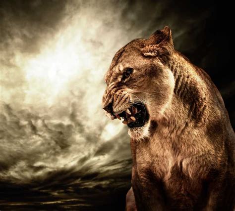 狮子们的特写图片-咆哮着的狮子家族素材-高清图片-摄影照片-寻图免费打包下载