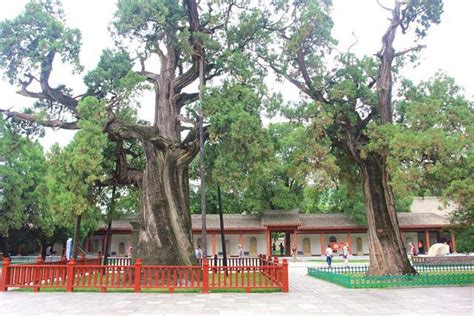 世界上最珍贵的4棵树，树中“贵族”就长在中国，价值超过1亿_树木