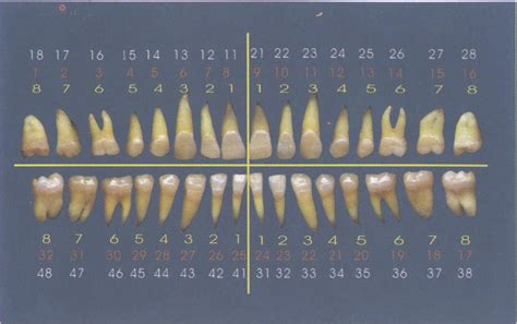 恒牙生长顺序图片换牙顺序和时间（恒牙萌出顺序） | 说明书网