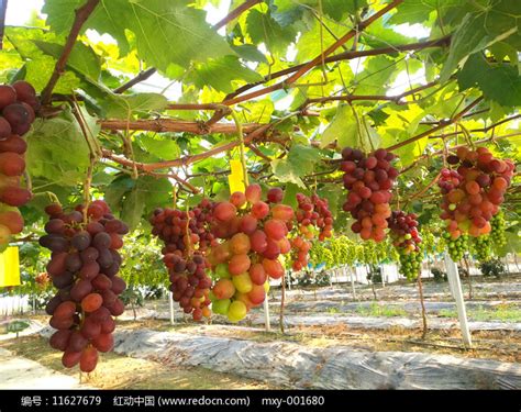 葡萄种植高清图片下载_红动中国