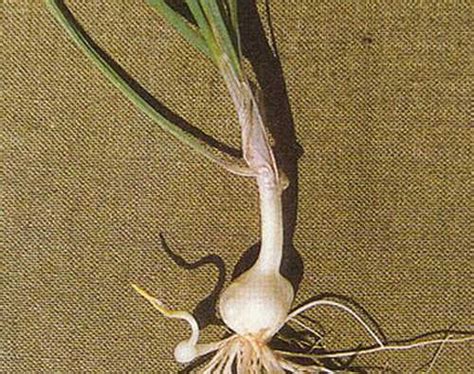 薤白(Allium macrostemon)拉丁名学名属名科名植物生活型图片