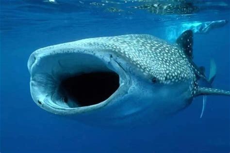 世界上体型最大的鲨鱼是什么 它会主动攻击人类吗_探秘志