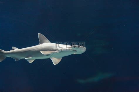 十大相貌奇特的鲨鱼 - 神秘的地球 科学|自然|地理|探索