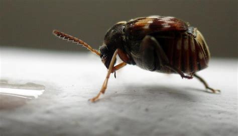 硬壳虫图片