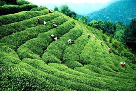 【白沙绿茶】白沙绿茶的功效与作用_白沙绿茶怎么喝_绿茶说