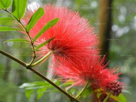 香水合欢开花延时_3840X2160_高清视频素材下载(编号:8152957)_实拍视频_光厂(VJ师网) www.vjshi.com