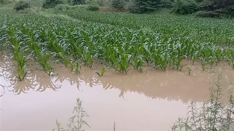 广西凌云连遭强降雨 淹没房屋大量农作物受灾-图片频道