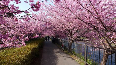 河津桜を堪能する、早春の伊豆おすすめモデルコース！ | どこいく？×トリップアドバイザー