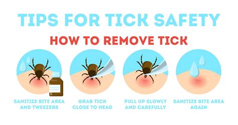 Proper Tick Removal – Plus What NOT To Do | TickSafety.com