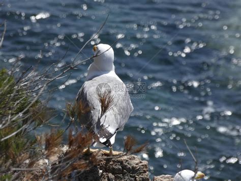 海鸥在悬崖的岩石上准备飞走高清图片下载-正版图片503796972-摄图网