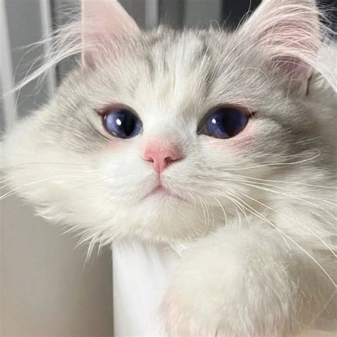 白色非主流猫咪头像