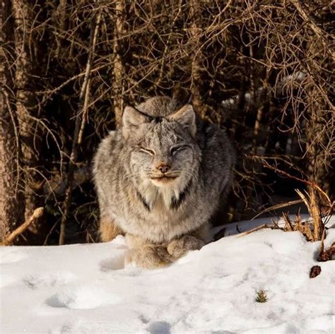 加拿大山猫（猞猁），看起来又憨又萌，其实超级凶残