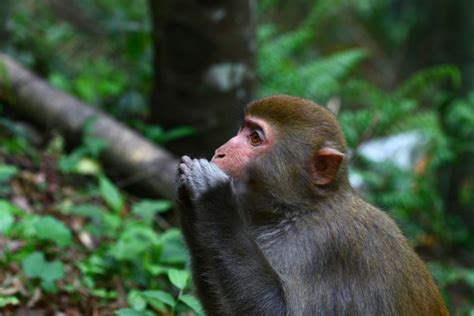 野生动物猴子高清图片下载-正版图片307999824-摄图网