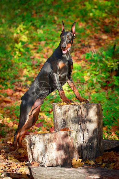 纯种杜宾犬价格多少钱一只?幼犬3000元左右(赛级万元以上)_奇趣解密网