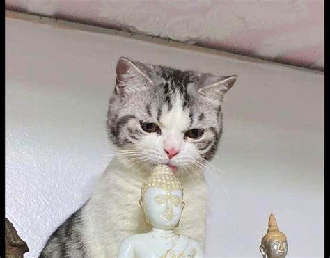 一只跪拜佛前祈祷的猫咪，拒绝大鱼大肉，被指它是在“修炼”
