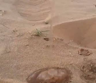 男子在沙漠找到了水源，但当他把水滴到沙子上时，发生神奇画面！|沙漠|水滴|沙子_新浪新闻