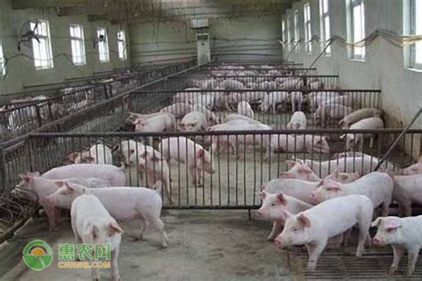 2020养猪的利润与成本 - 惠农网
