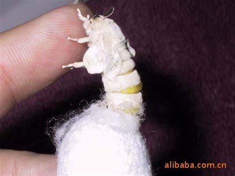 蚕丝是如何制作的，实拍蚕宝宝从吐丝结茧，再到人工抽丝全过程