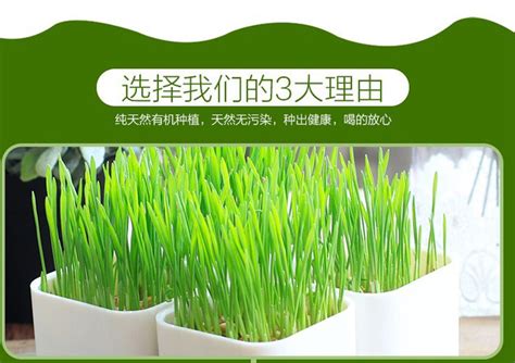 猫毛草图片