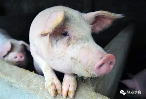 执业兽医网-猪病-母猪饲养方案十要点