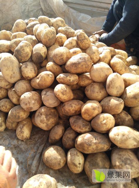 4月18日甘肃定西土豆会坚稳到出货结束 - 蔬菜行情 - 绿果网