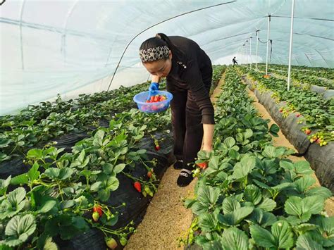 河南汝州庙下镇：发展现代特色农业 提升农业效益带动农民致富