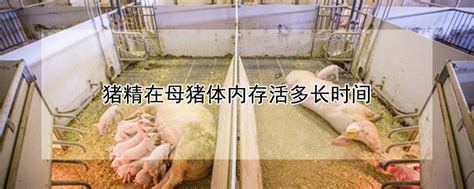 猪精在母猪体内存活多长时间 —【发财农业网】