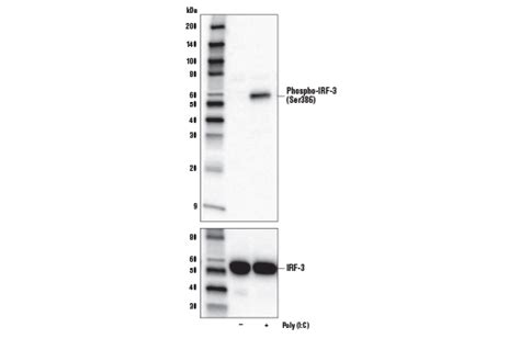Phospho-IRF-3 (Ser386) (E7J8G) XP® Rabbit mAb | Cell Signaling Technology