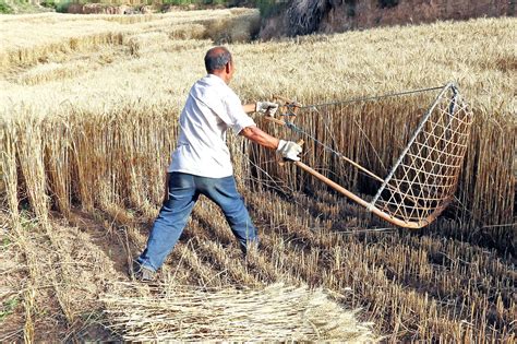 山西农民割麦子 劳作一天好辛苦，突遇一场大暴雨，伤心透了-搜狐大视野-搜狐新闻