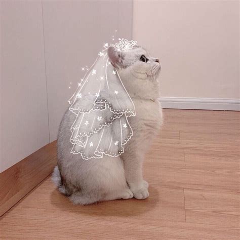 猫咪情侣头像非主流
