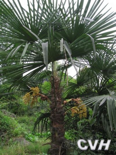 棕榈小苗的繁殖方法|棕榈的养护管理_栽培养殖__南北花木网
