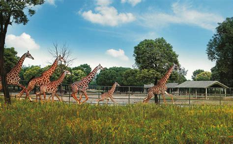 中国最受欢迎十大野生动物园 - 知乎