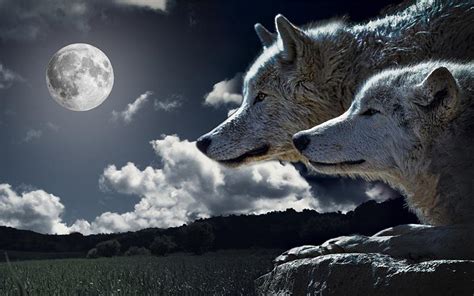 如果在野外遇到狼怎么办？教你西藏自驾游面对狼群的自救方法