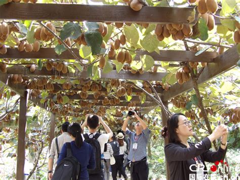 小小猕猴桃搭载大数据 贵州修文创新发展特色农业-新闻中心-南海网