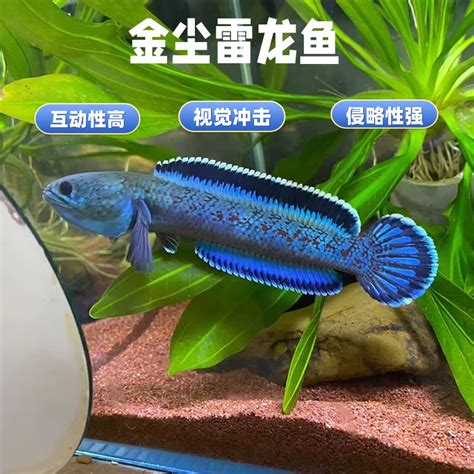 雷金图片
