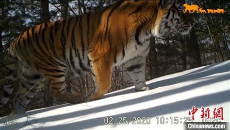 东北虎豹国家公园试点以来新增23只以上虎豹幼崽凤凰网吉林_凤凰网