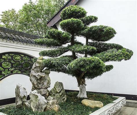 中式庭院常用主景树大全-绿宝园林网