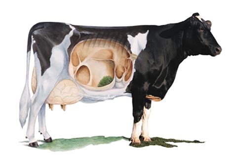 牛 阿尔高 奶牛 可爱 反刍动物 牧场 动物 草地 农场图片免费下载 - 觅知网