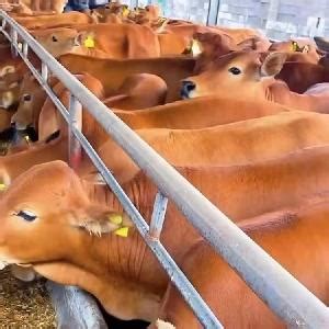 贵州出台《贵州肉牛产业“六个重点”实施方案》，让贵州牛“牛气冲天”